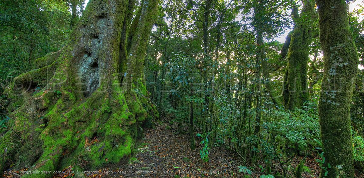 Peter Bellingham Photography Antarctic Beech Trees - Springbrook  - QLD T (PB5D 00 U3A3942)